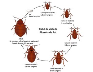 ciclu de viata plosnita pat